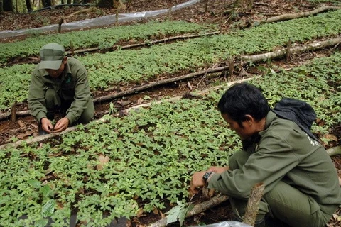 Ngoc Linh ginseng to be planted in Khanh Hoa 