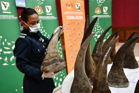 Malaysia seizes rhino horns worth 12 million USD