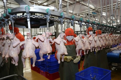 Farmed chicken price falls, as problems come home to roost