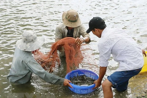 Ben Tre: Shrimp to become spearhead of production industry