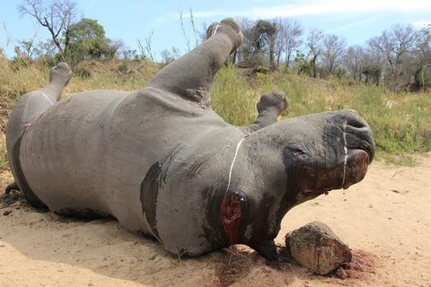 Short film calls for end to rhino massacres 