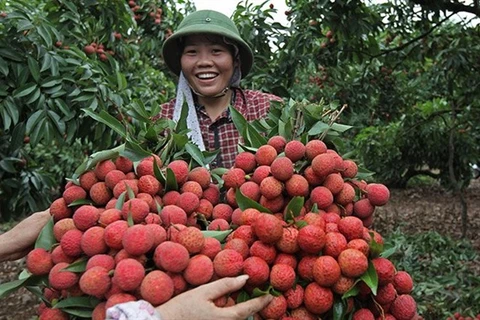 Vietnam struggles to export fruits to demanding markets