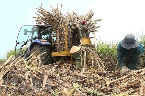 Vietnam to auction sugar import quotas for 94,000 tonnes