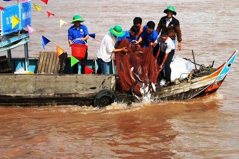 Over 7.6 tonnes of fish fry released in An Giang 