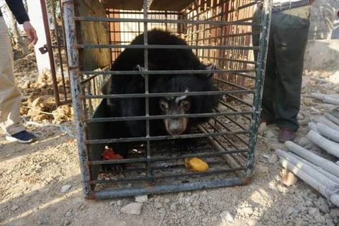 Last private bear bile farm in Tien Giang closed