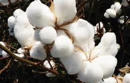 Vietnam’s cotton imports surpass 2 billion USD during Jan-Aug
