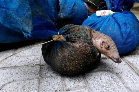 Illegal pangolin keepers caught in Quang Ninh