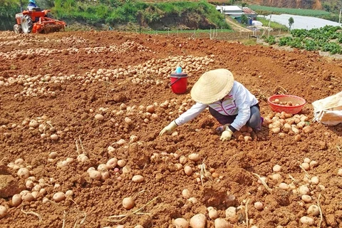 Sales of non-local farm produce banned at Da Lat market