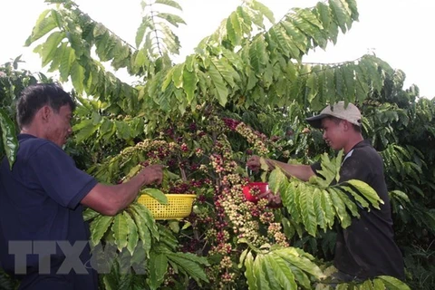 Gia Lai province replaces old coffee trees with new ones