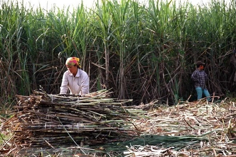 Sugarcane faces plummeting prices