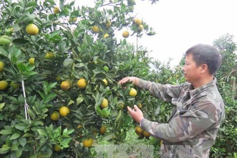Hoa Binh promotes local fruit, farm produce