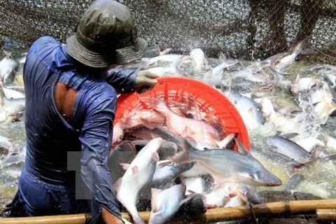 US cuts anti-dumping taxes on Vietnamese catfish