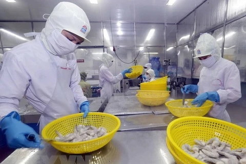 An Giang province develops giant river prawn farming area