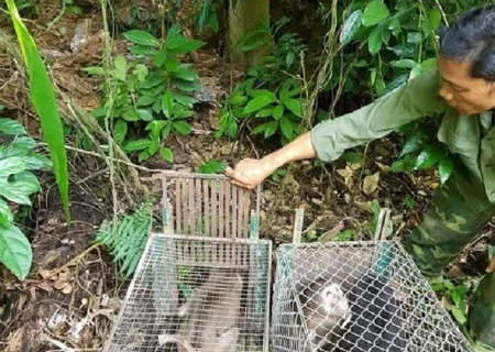 Phong Nha-Ke Bang National Park releases 11 rare animals 