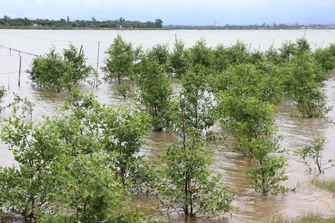 Quang Tri develops mangrove forests