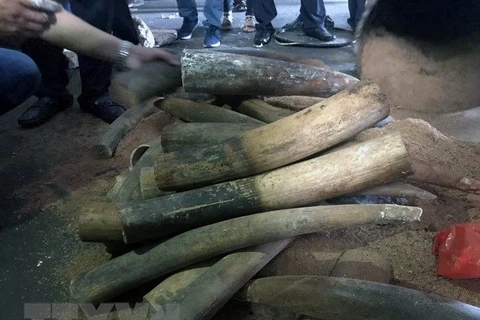 Nearly 1 tonne of elephant tusks, pangolin scales uncovered in Hanoi