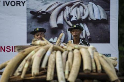 Myanmar destroys 1.3 million USD worth of trafficked wildlife parts