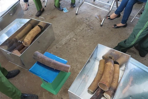 Ivory, pangolin scales seized in Da Nang