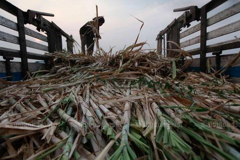 Thailand's sugar, sugarcane output forecast to fall