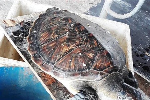 Rare turtle released back into the ocean
