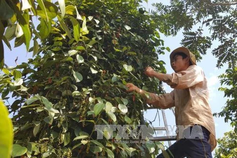 Pepper in many Dong Nai areas reaches organic standards