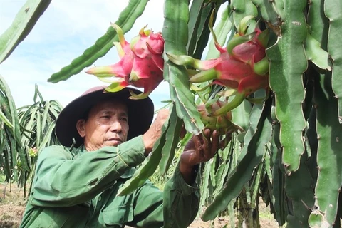 Tien Giang province develops fruit growing areas