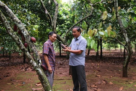 Farmers earn high profits from organic cocoa cultivation 