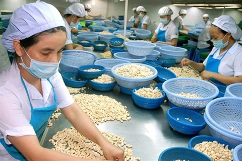 Vietnam to import 300,000 tonnes of raw cashew