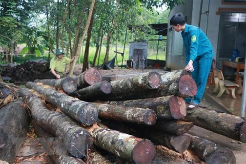 Timber farmers should think big to boost growth