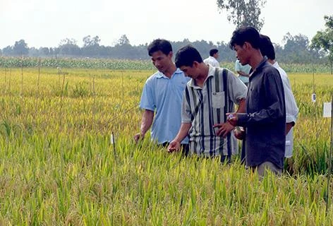 Hau Giang, RoK organisation continue hi-tech farming cooperation