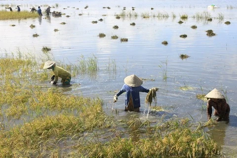 Mekong Delta floods inundate over 2,000ha of rice