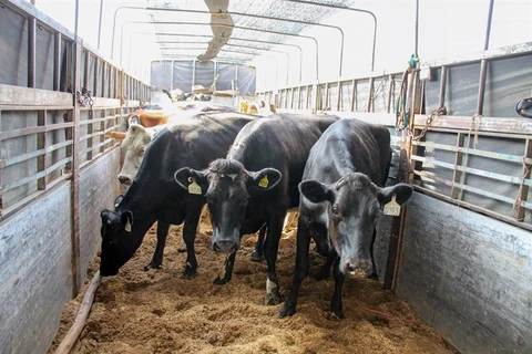 Vinamilk imports 200 more dairy cows