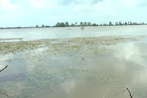 Floods damage 2,000ha of rice in Mekong Delta
