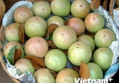 ​Tien Giang: 400 tonnes of star apples to set off for US