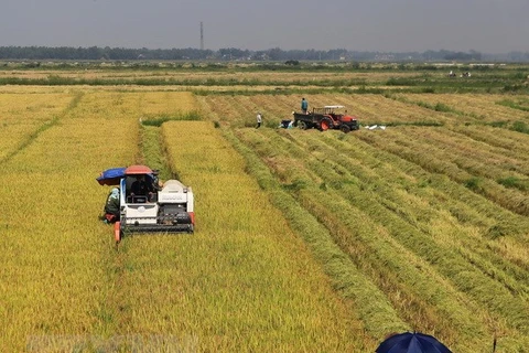 Northern localities work hard to improve rice productivity 
