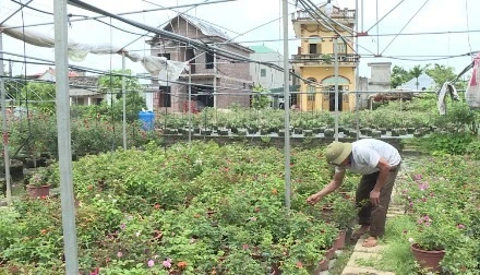 Ninh Binh province's farms go high-tech