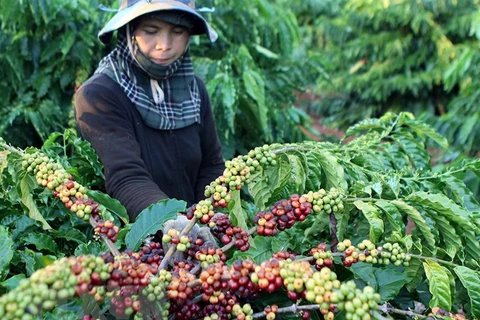 Vietnam’s coffee exports jump to record high of 1.8 million tonnes
