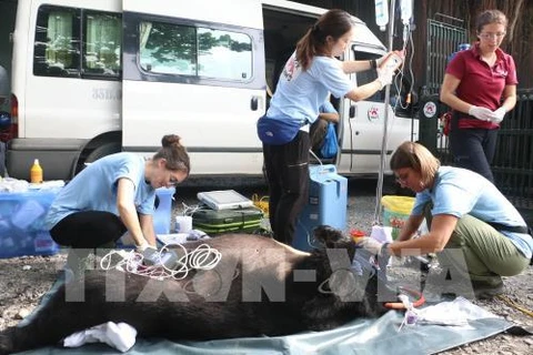 Last captive bear in Ben Tre moved to sanctuary