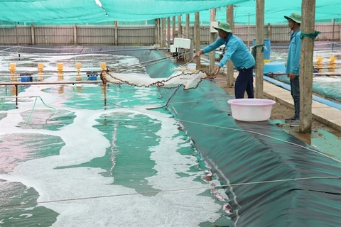 Ben Tre aims to increase aquaculture area to 50,000ha
