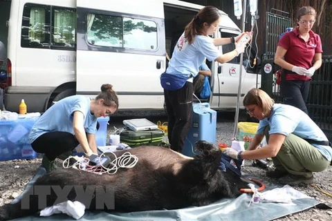 More captive bear sent to sanctuary 