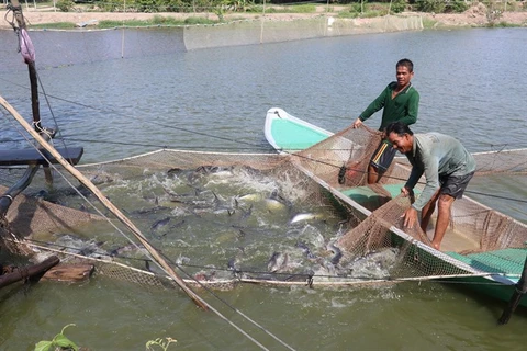 Dong Thap catfish farms near annual target