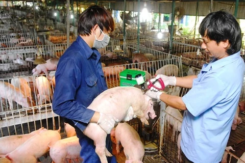 Vietnam can now produce foot-and-mouth disease vaccine