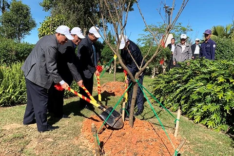 Japanese cherry trees planted in Da Lat city