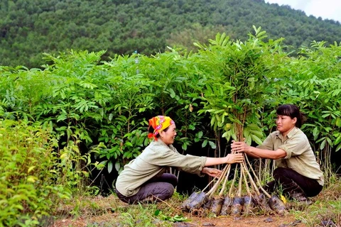 Quang Tri plants over 7,200 ha of concentrated forest