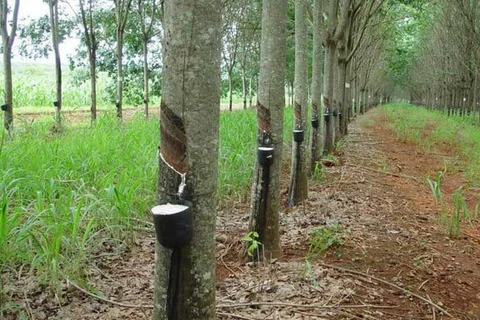 Thailand approves subsidy scheme for rubber farmers