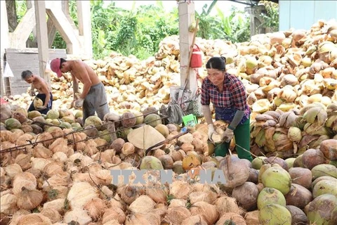 Delta provinces help farmers improve coconut value