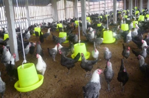 No new cases of H5N1 bird flu in humans reported since 2014