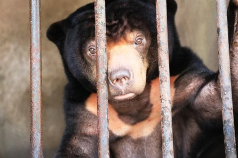 Sun bear rescued in Tay Ninh after 15 years in captivity