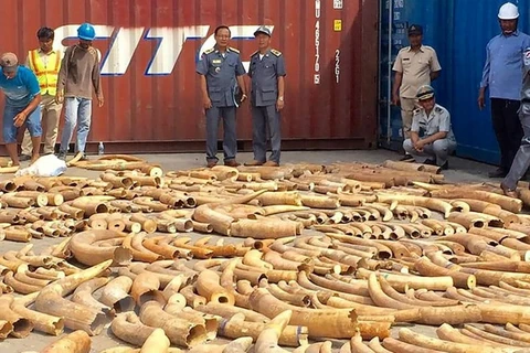 Cambodia seizes over 3.2 tonnes of ivory