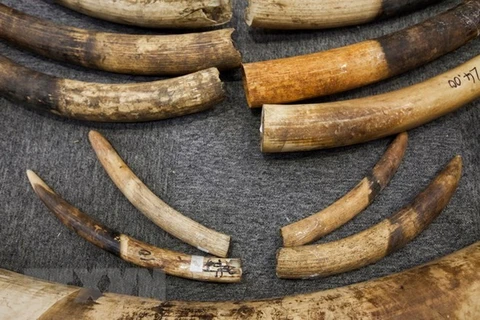 Man prosecuted for trafficking ivory items to Thailand